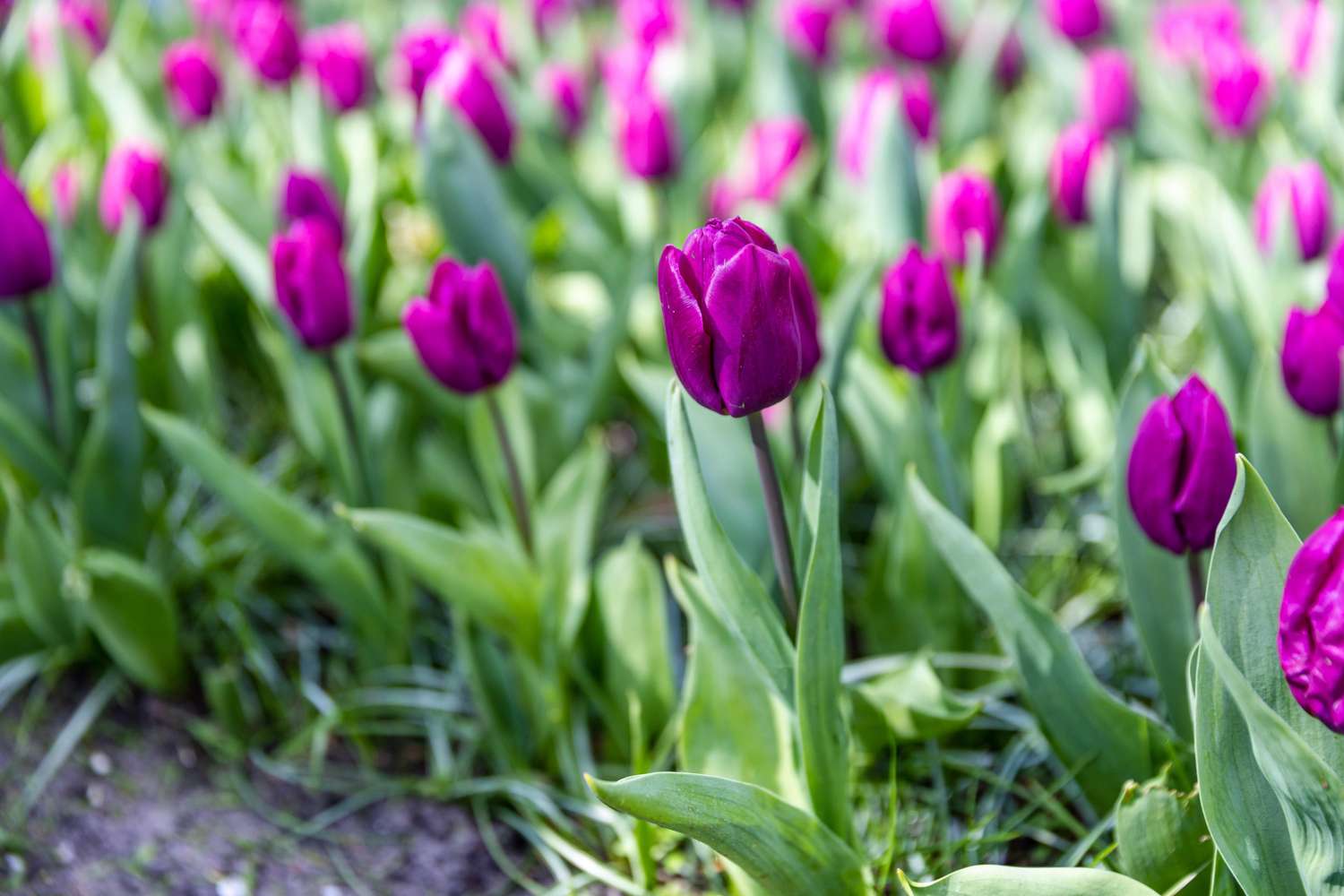 Tulipe 'Purple Prince'